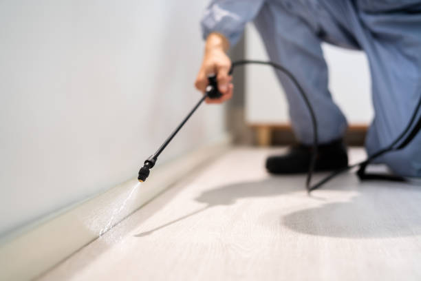 Licensed Ant Control service in Santa Paula, CA - Nex Pest Control