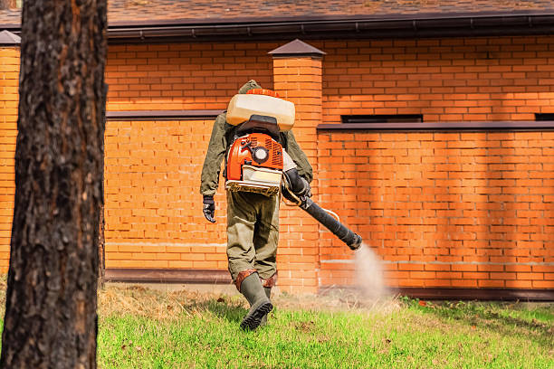 Trusted Ant Control service in Santa Paula, CA - Nex Pest Control